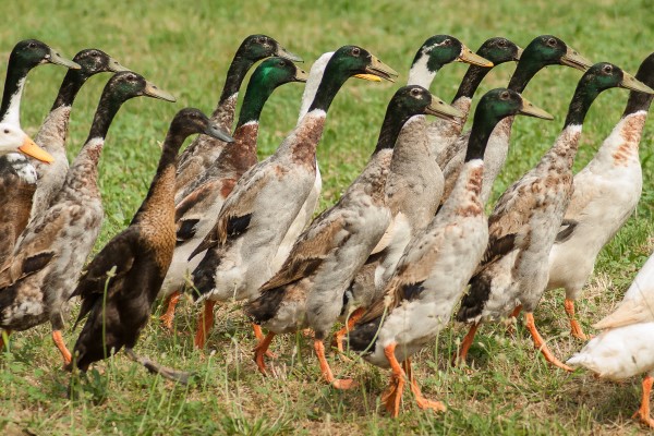 Ducks