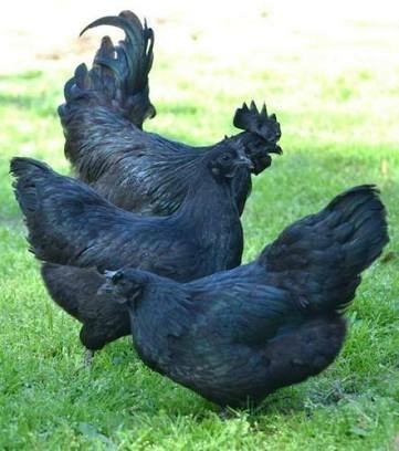 Kadaknath Chicken