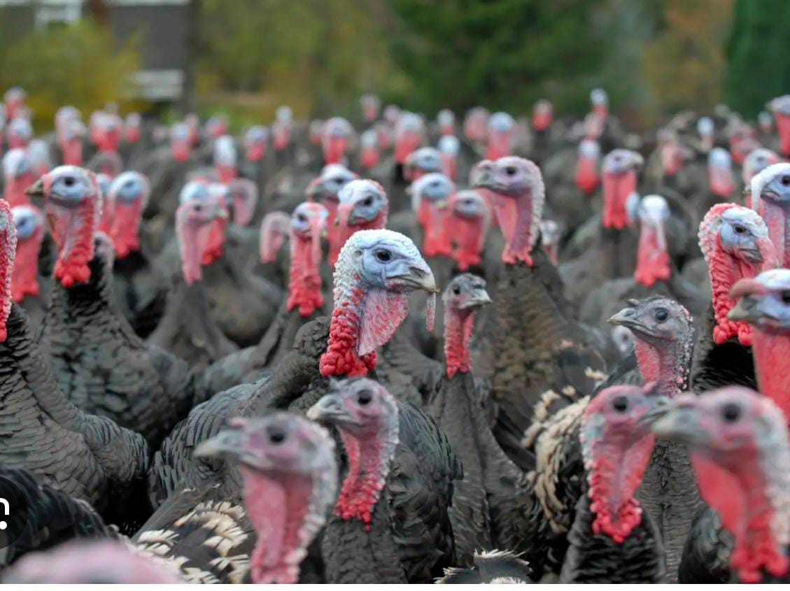 Turkey